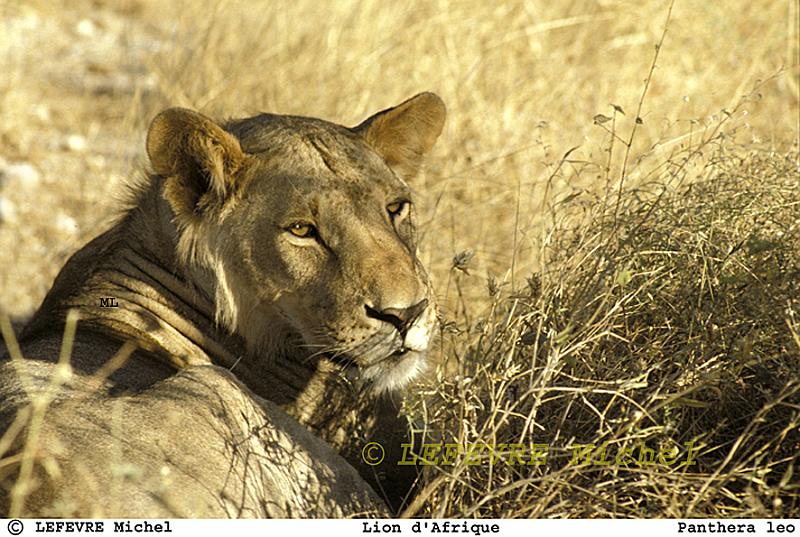 201 Lionne.jpg - Lionne d'Afrique - Panthera leo - Masaï Mara - Kenya